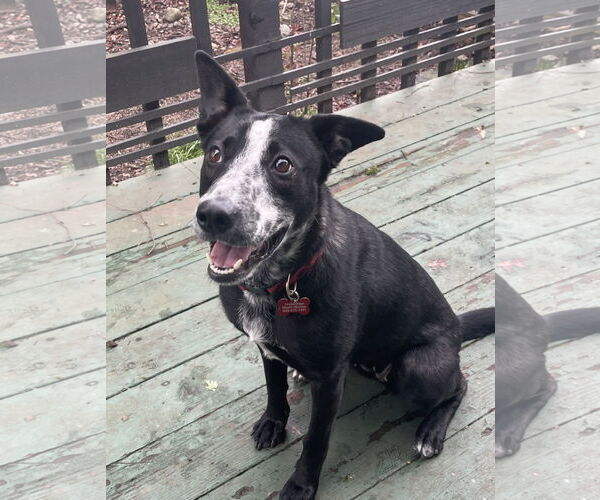 Medium Photo #2 Border Collie-Unknown Mix Puppy For Sale in Milwaukie, OR, USA