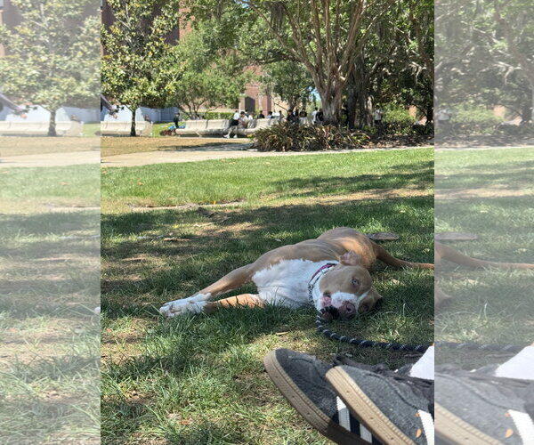 Medium Photo #11 Mutt Puppy For Sale in Sanford, FL, USA