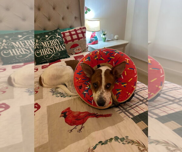 Medium Photo #3 American Staffordshire Terrier-German Shepherd Dog Mix Puppy For Sale in Lake Forest, CA, USA