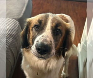 Golden Pyrenees Dogs for adoption in Winter Park, CO, USA