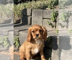 Small #1 Cavalier King Charles Spaniel