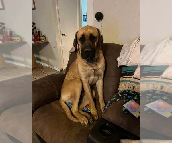 Medium Photo #5 Mastiff Puppy For Sale in Edmond, OK, USA