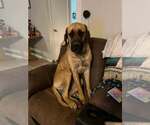 Small #4 Mastiff