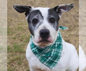 American Staffordshire Terrier Dogs for adoption in San Antonio, TX, USA