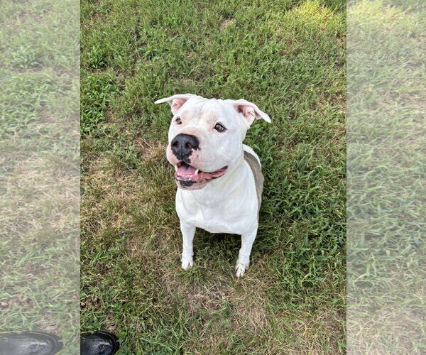 Medium Photo #7 American Bulldog Puppy For Sale in Pacolet, SC, USA