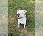 Small #6 American Bulldog