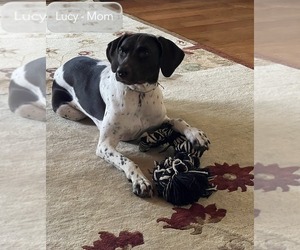 Mother of the German Shorthaired Pointer puppies born on 05/12/2026