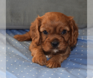 Cavalier King Charles Spaniel Puppy for sale in PLEASANTON, KS, USA