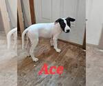 Small #1 Mutt