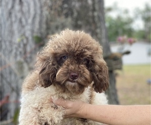 Poodle (Toy) Puppy for sale in BRADENTON, FL, USA