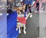 Small #5 American Staffordshire Terrier Mix