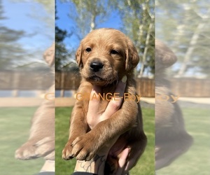 Medium Australian Labradoodle