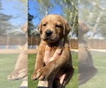 Puppy Orange Australian Labradoodle