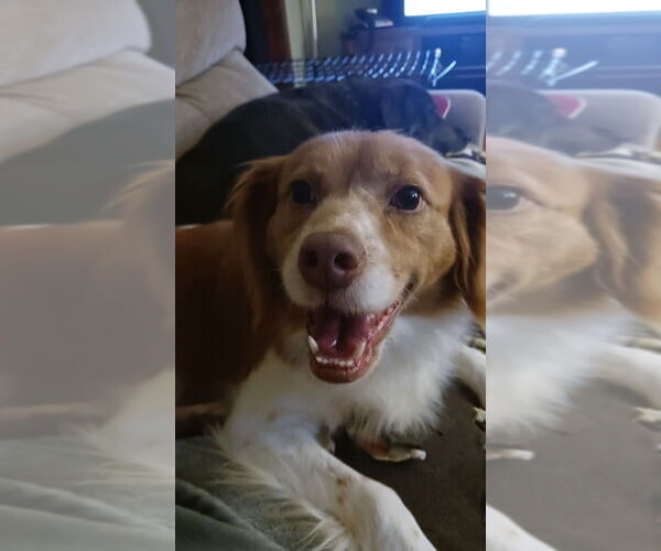 Medium Photo #6 Colonial Cocker Spaniel-Unknown Mix Puppy For Sale in Oak Bluffs, MA, USA