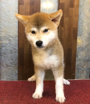 Medium Photo #10 Shiba Inu Puppy For Sale in LOS ANGELES, CA, USA