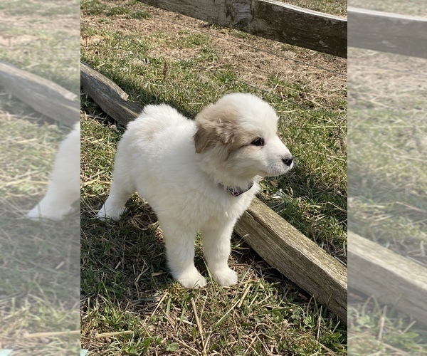 Medium Photo #6 Great Pyrenees Puppy For Sale in CANOGA, NY, USA