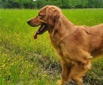 Small Photo #1 Golden Retriever Puppy For Sale in ELMER, NJ, USA
