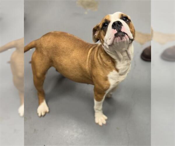 Medium Photo #1 American Bulldog-Unknown Mix Puppy For Sale in Peoria, IL, USA