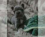 Small #3 French Bulldog