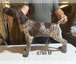 Small #10 German Shorthaired Pointer