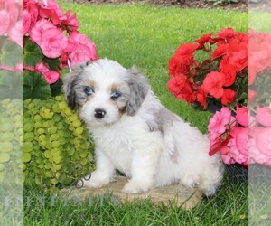 Cavapoo Puppy for sale in KIRKWOOD, PA, USA