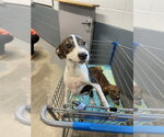 Small Plott Hound Mix