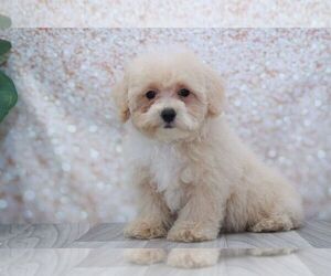 Bichpoo Puppy for sale in MARIETTA, GA, USA