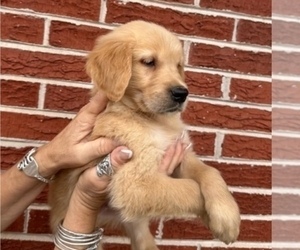 Golden Retriever Puppy for sale in FAYETTEVILLE, NC, USA
