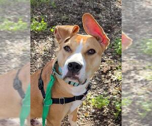 Mutt Dogs for adoption in Santa Barbara, CA, USA