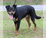 Small #1 Mutt