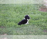 Small Photo #23 Border Collie Puppy For Sale in BLOOMINGTON, WI, USA