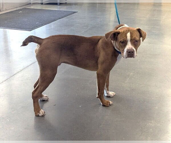 Medium Photo #4 Boxer-Unknown Mix Puppy For Sale in Milner, GA, USA