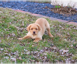 Small #14 Labrador Retriever