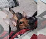 Small #2 German Shepherd Dog