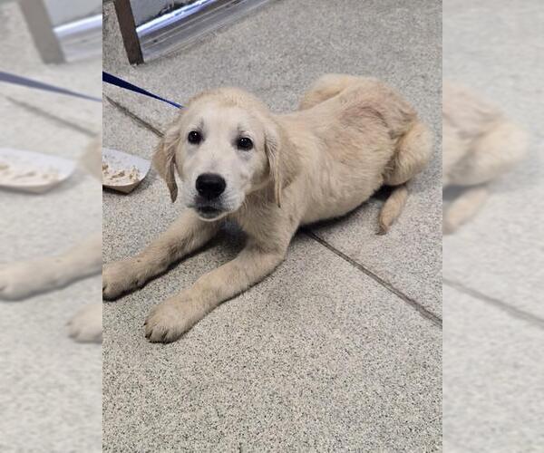 Medium Photo #1 Golden Retriever-Unknown Mix Puppy For Sale in Tallahassee, FL, USA