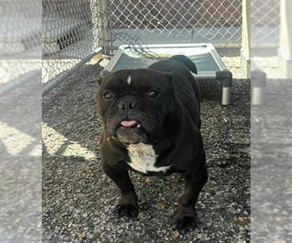 Medium Photo #2 Bulldog-Unknown Mix Puppy For Sale in Redlands, CA, USA