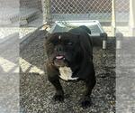 Small #1 Bulldog Mix