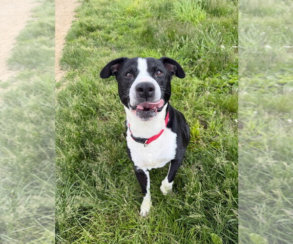 Medium Photo #2 American Staffordshire Terrier-Unknown Mix Puppy For Sale in Pierceton , IN, USA