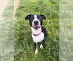 Small #1 American Staffordshire Terrier Mix