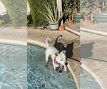 Small Photo #16 Bulldog-Unknown Mix Puppy For Sale in Chandler, AZ, USA