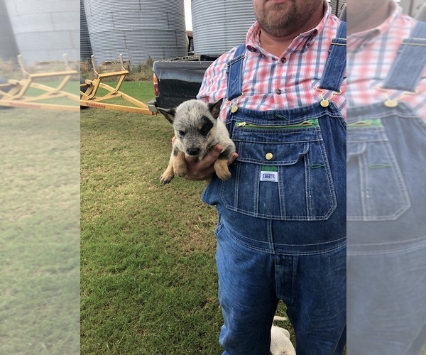 Medium Photo #4 Australian Cattle Dog Puppy For Sale in CHAUNCEY, GA, USA