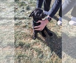Small Photo #12 Labrador Retriever Puppy For Sale in LONGMONT, CO, USA