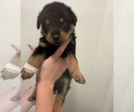 Puppy White Rottweiler