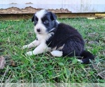 Puppy Daphne Border Collie