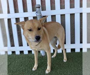 German Shepherd Dog Dogs for adoption in Modesto, CA, USA