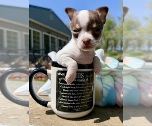 Chihuahua Puppy for sale in ELK POINT, SD, USA