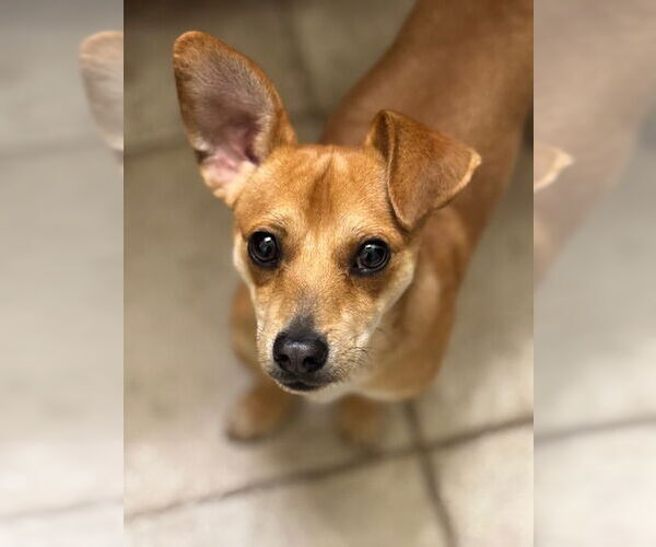 Medium Photo #6 Chihuahua-Unknown Mix Puppy For Sale in Bellevue, WA, USA