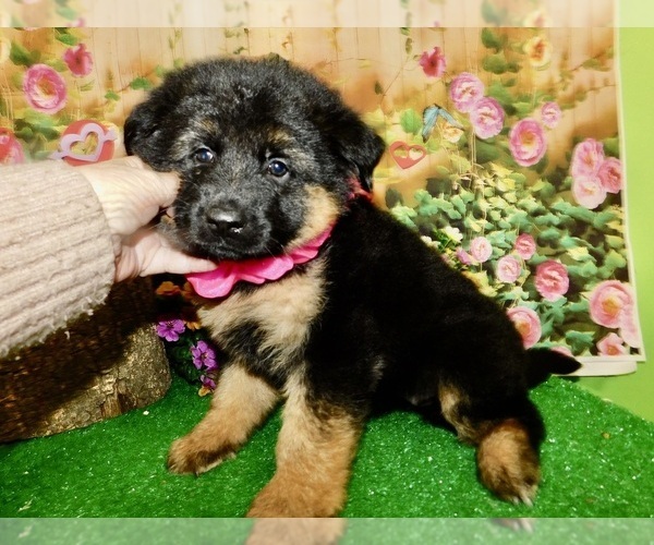 Medium Photo #6 German Shepherd Dog Puppy For Sale in HAMMOND, IN, USA