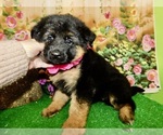 Small #5 German Shepherd Dog