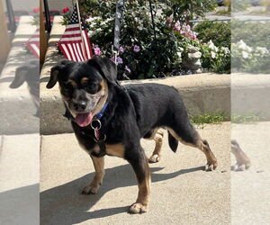 Puggle Dogs for adoption in Mundelein, IL, USA